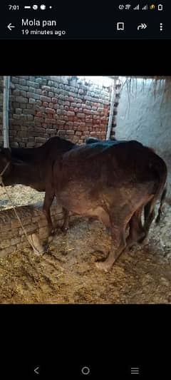 sahiwal Cholistani cross cow second timer 03054382213