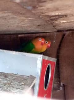 green fisher love bird for sale 0
