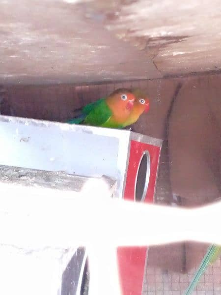 green fisher love bird for sale 1