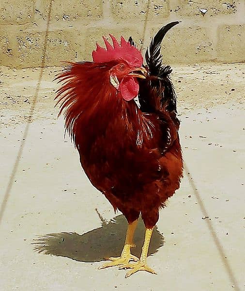 03 Roosters on Best Discounted Price Sale 14