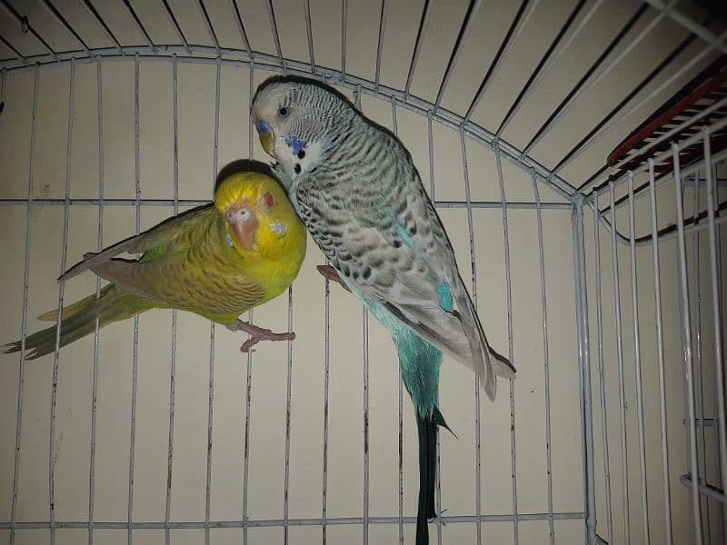 2 cages with parrots in 5,000Rs 2