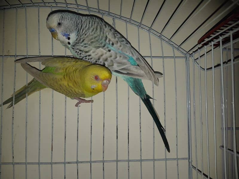 2 cages with parrots in 5,000Rs 4