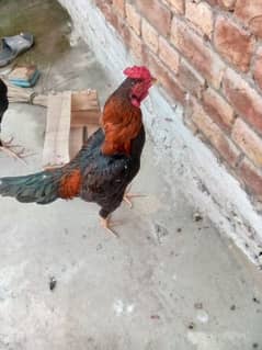 aseel male exchange with Desi hens