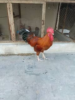 1 murga2500, 3 Hens per piece 1500
