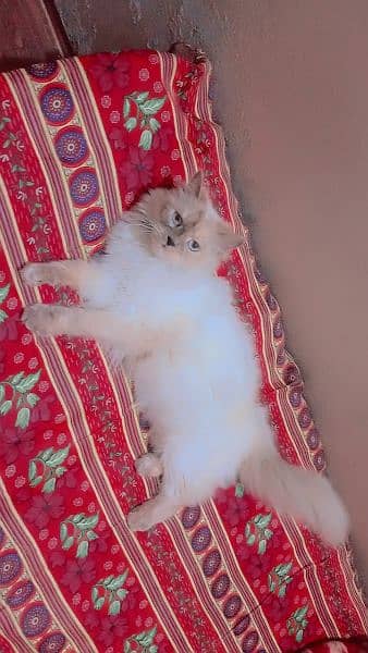 1 year age persian female cat doll face 2