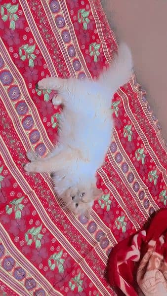 1 year age persian female cat doll face 4
