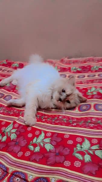 1 year age persian female cat doll face 5