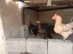 Hens for sale