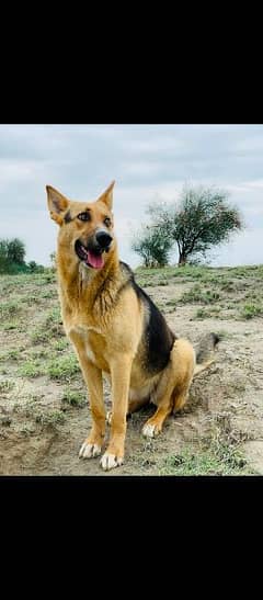 German shepherd cross female dog