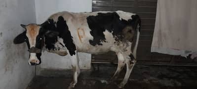 Milk Cow Jersey Friesian