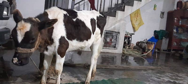 Milk Cow Jersey Friesian 2
