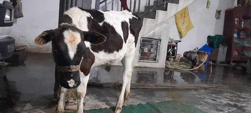 Milk Cow Jersey Friesian 3