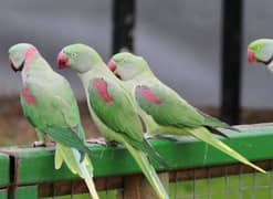raw parrots breader 2 pairs , very healthy