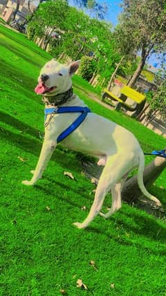 kuwati gultair dog fully traind
