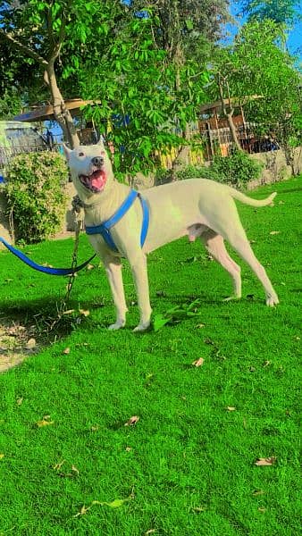 kuwati gultair dog fully traind 3