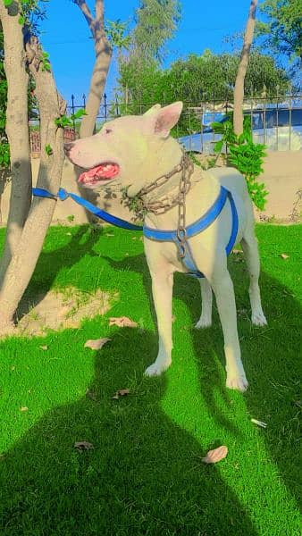 kuwati gultair dog fully traind 4
