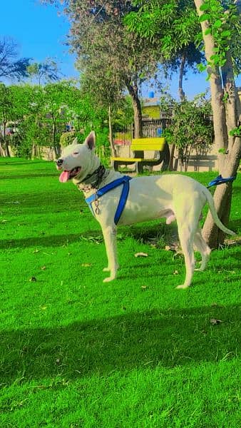 kuwati gultair dog fully traind 6