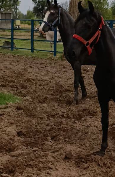 Black Mushka Female Horse 2