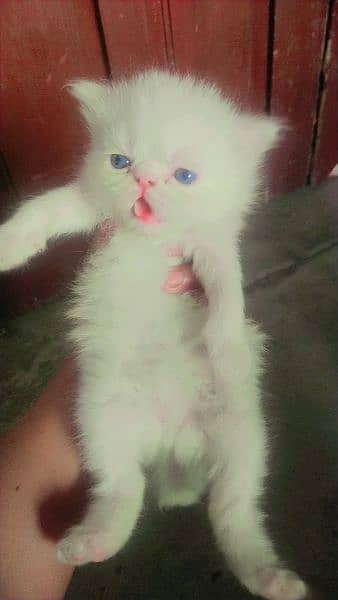 Purshian kittens sell for sell 1