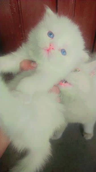 Purshian kittens sell for sell 2