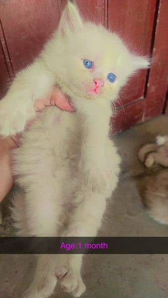Purshian kittens sell for sell 4