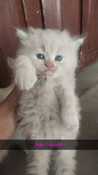 Purshian kittens sell for sell 5