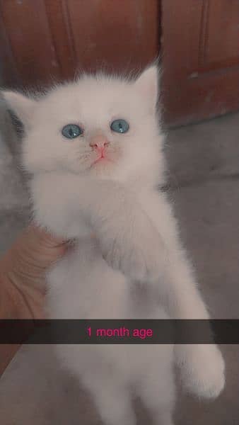 Purshian kittens sell for sell 6