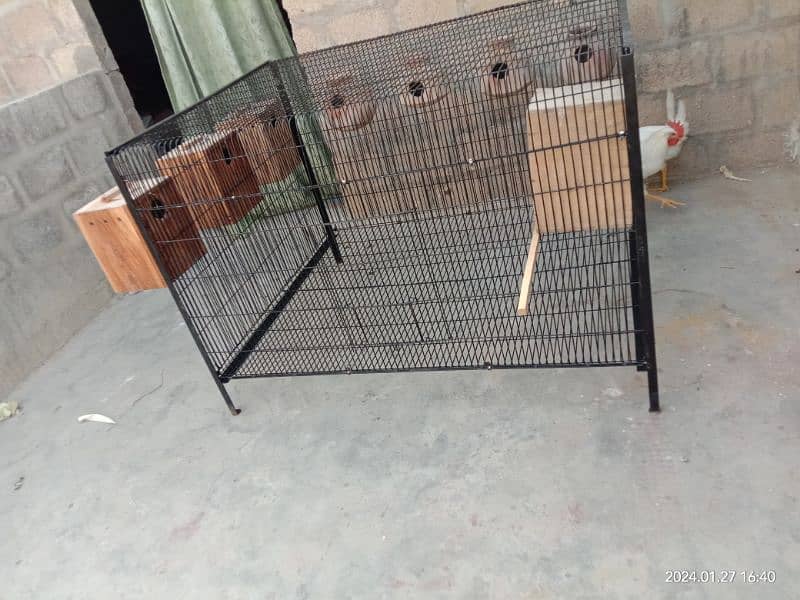folding cage 10 no. wire lovebird RAW
 Ring neck Grey Parrot Hen cage 3