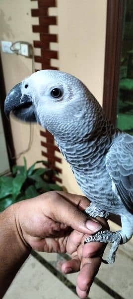 grey parrot chicks 5