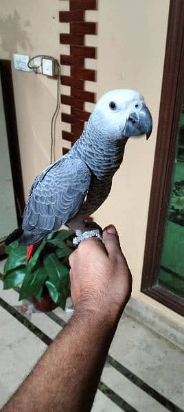 grey parrot chicks 6
