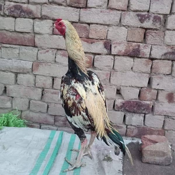 aseel pathe and pathiya urgent sale complete shok  contact 03474652952 9