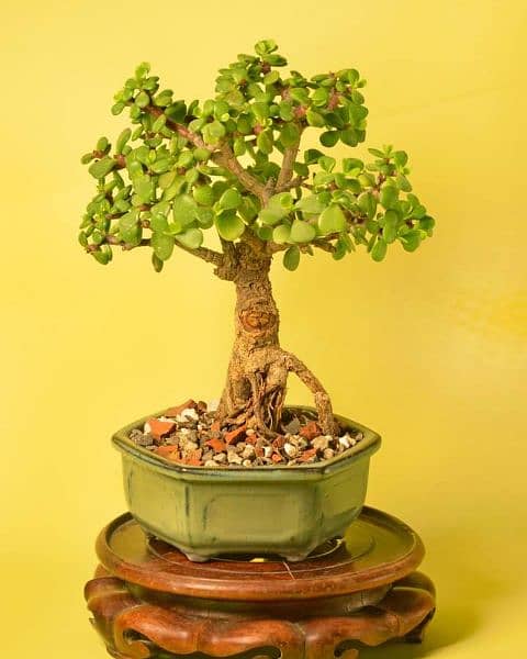 Jade Bonsai 1