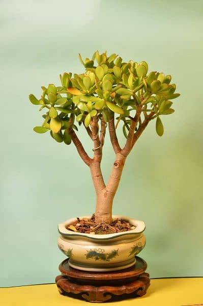 Jade Bonsai 4