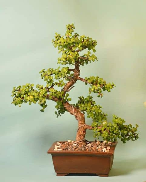 Jade Bonsai 5