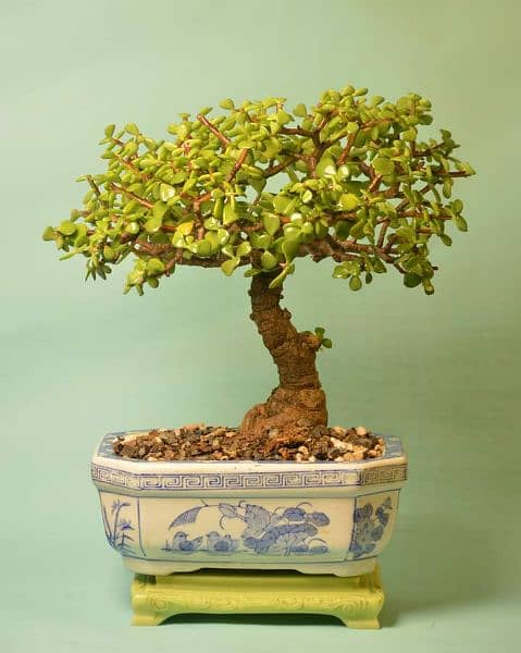 Jade Bonsai 6