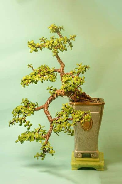 Jade Bonsai 7