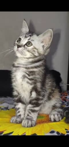 Persian Kitten for sell so much playful 0