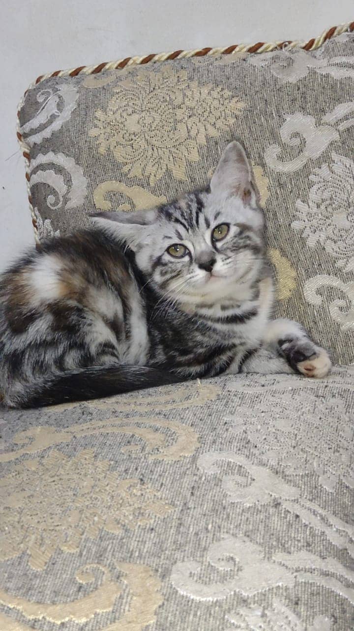 Persian Kitten for sell so much playful 1