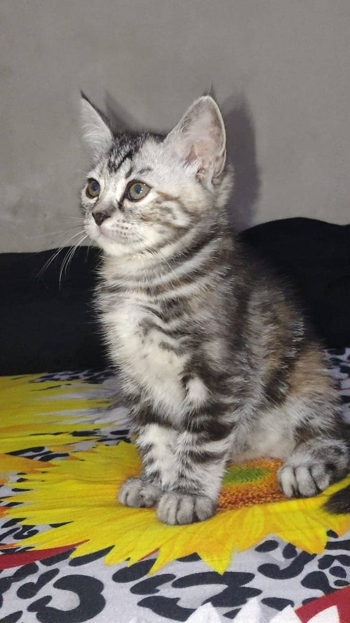 Persian Kitten for sell so much playful 2