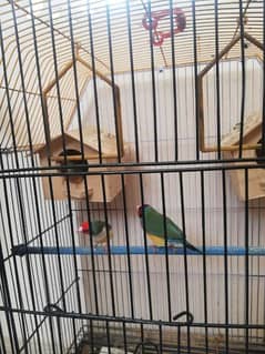 3 Gouldian  finches