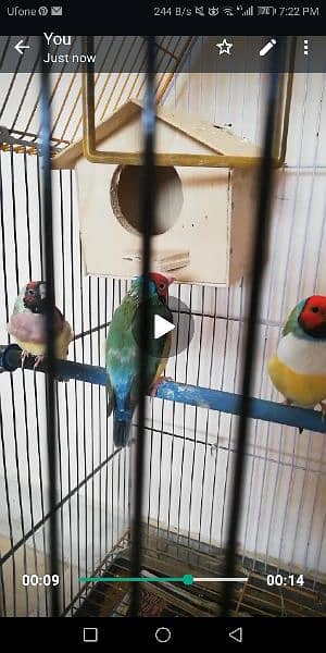 3 Gouldian  finches 1