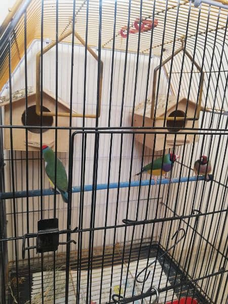 3 Gouldian  finches 3