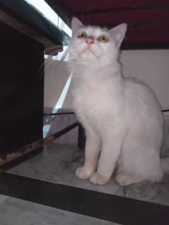 I want to sell my cute cat