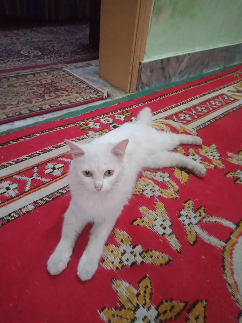 I want to sell my cute cat 1