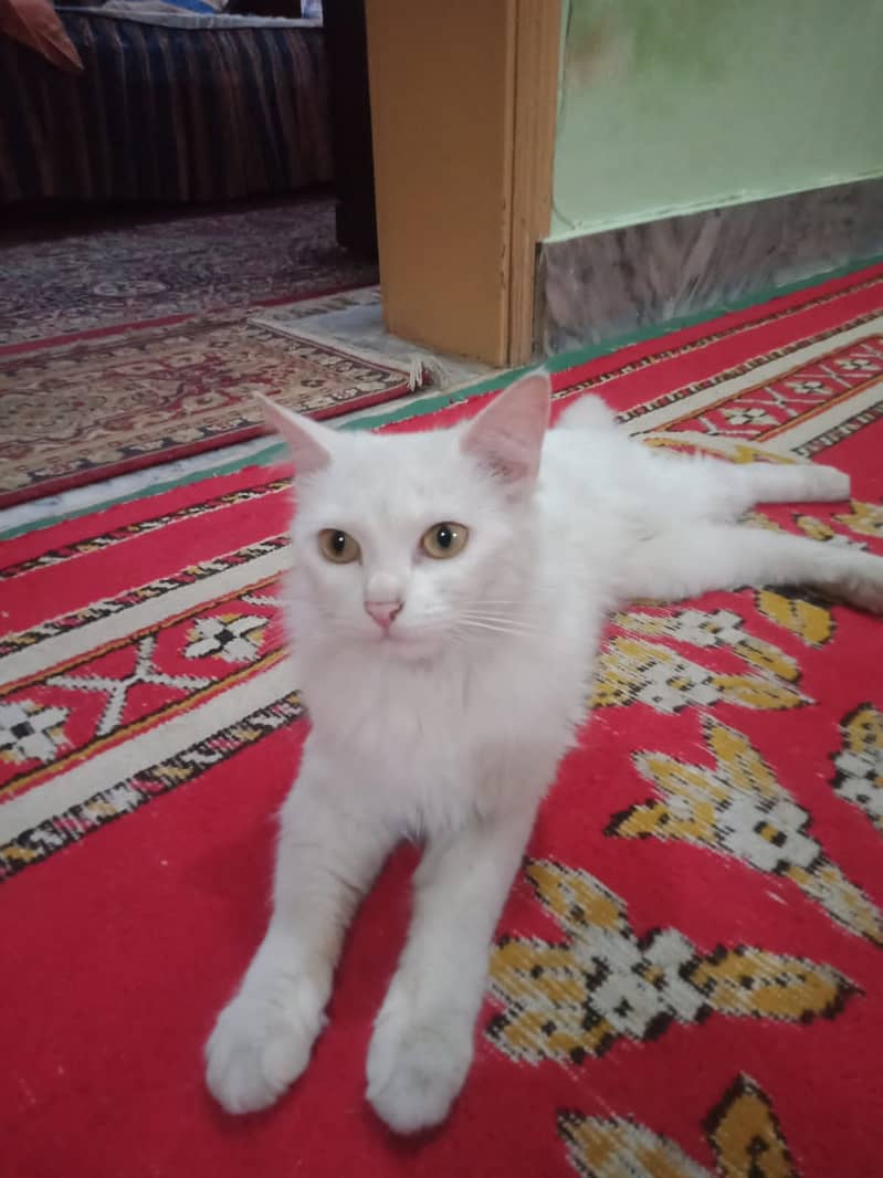 I want to sell my cute cat 2