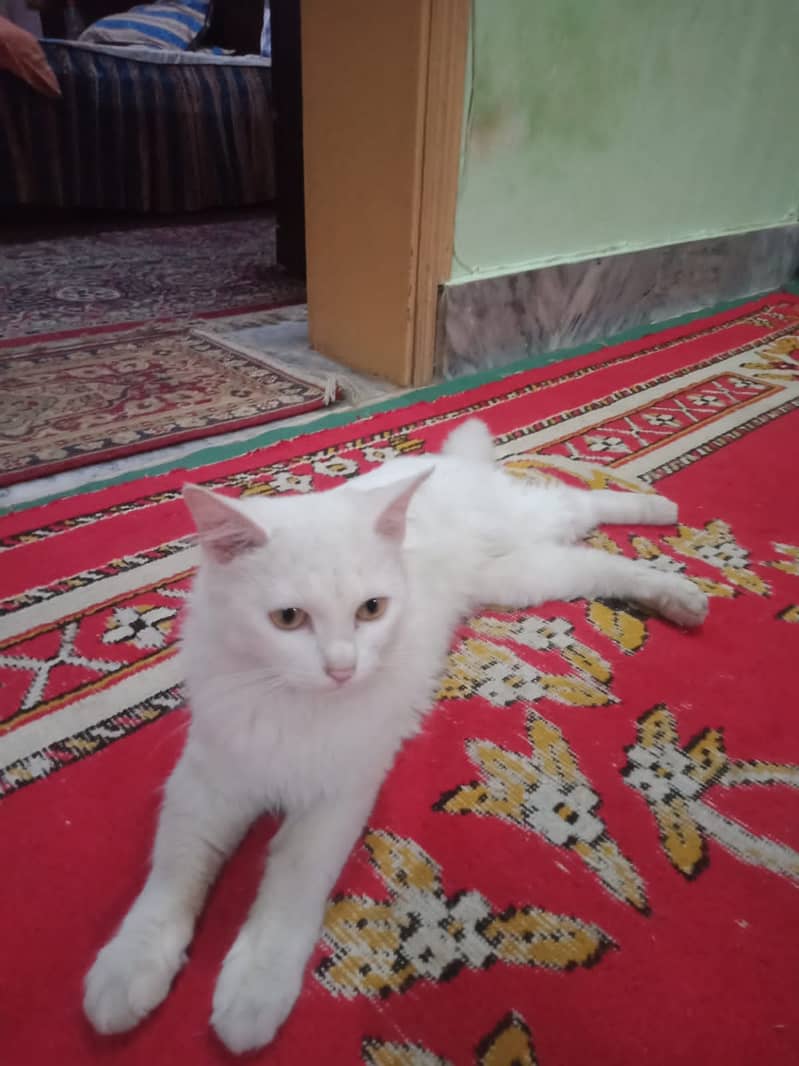 I want to sell my cute cat 3