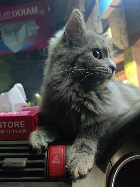 Female Persian Cat for sale 0