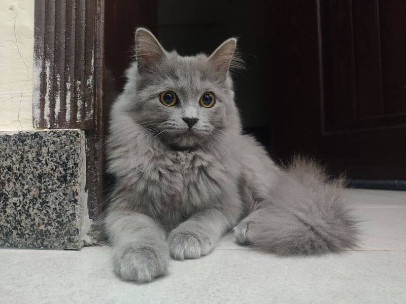 Female Persian Cat for sale 1