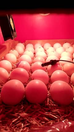 Eggs incubator 100 Eggs