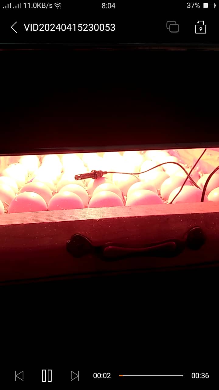 Eggs incubator 100 Eggs 1